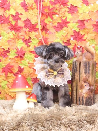 20241119うにちゃん